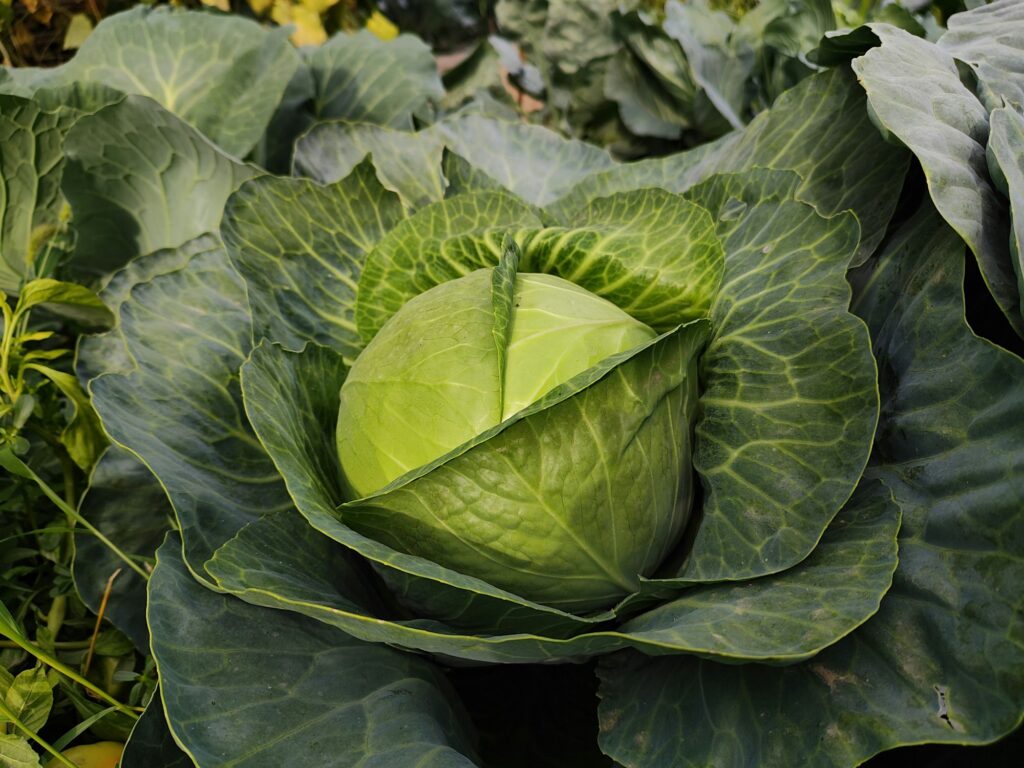 Kohl auf dem Feld