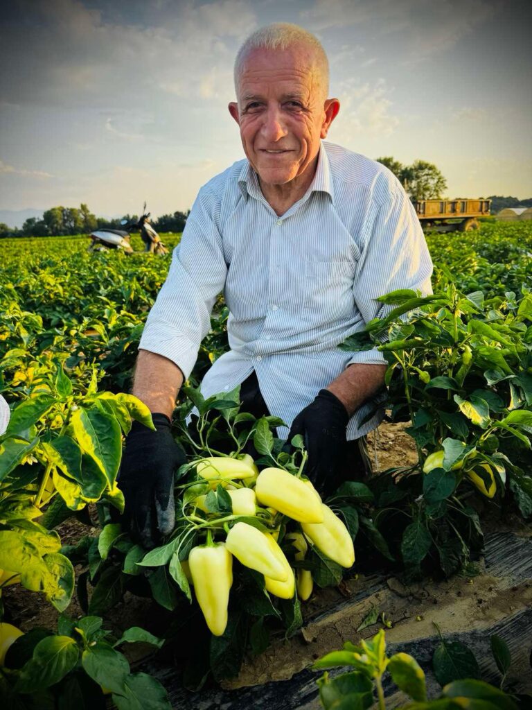 Muhamet Kabashi in the pepper field