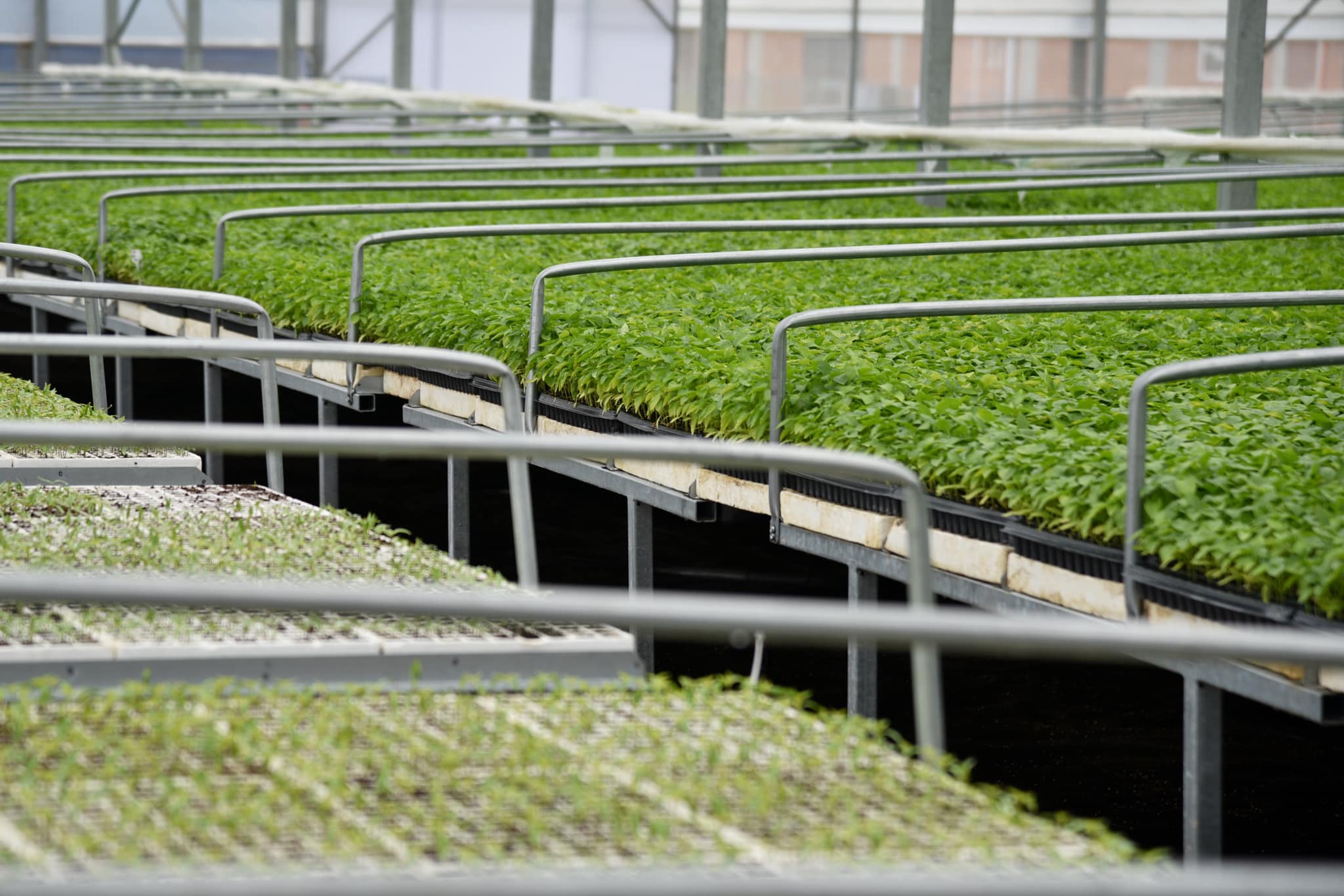 Jungpflanzen im Gewächshaus von Agro Kabashi