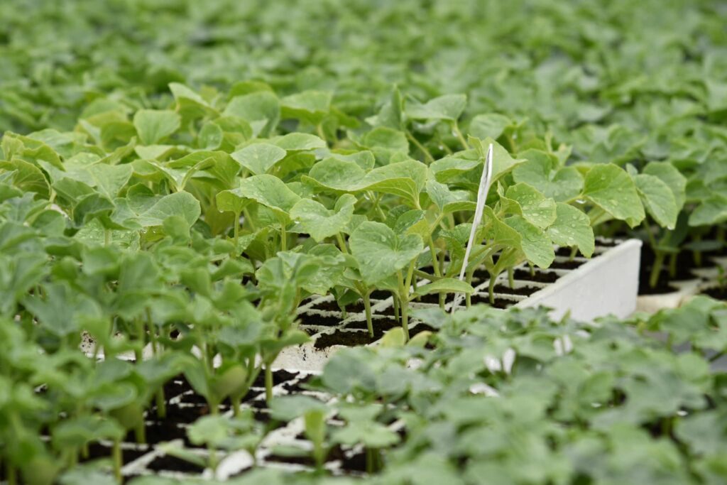 Cucumber seedlings