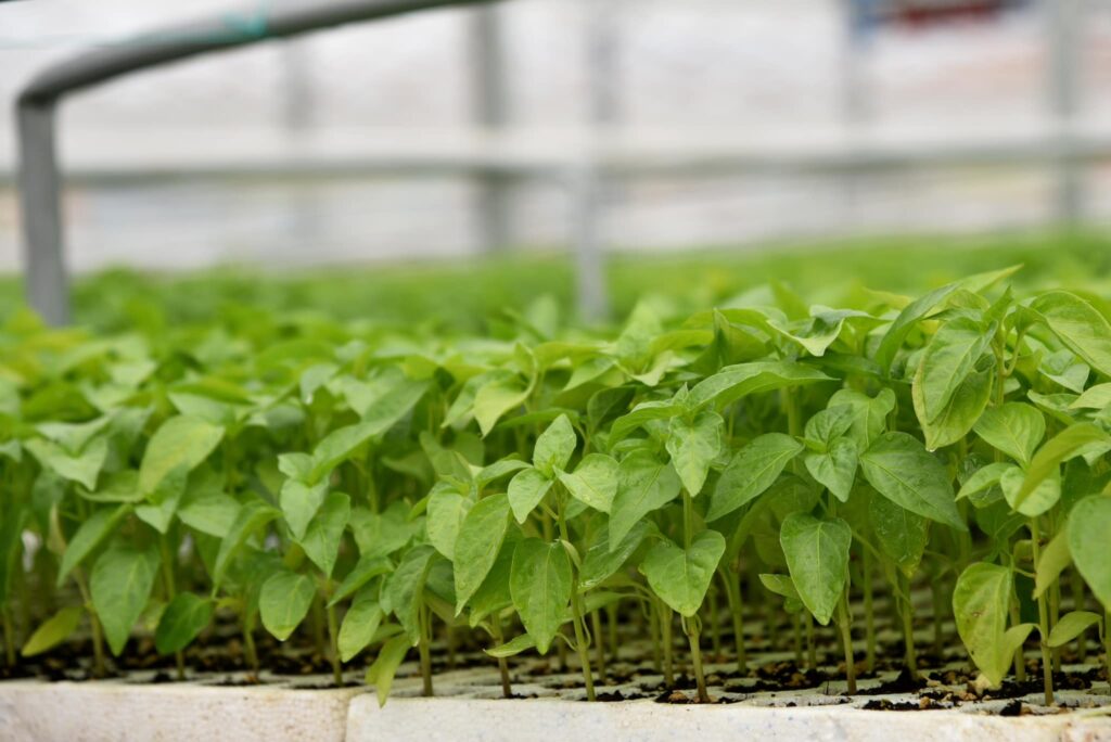 Pepper seedlings