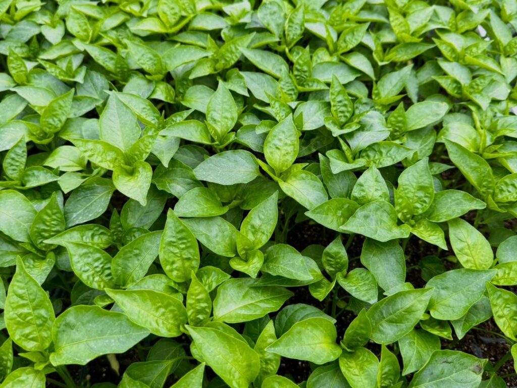 Pepper seedlings from above