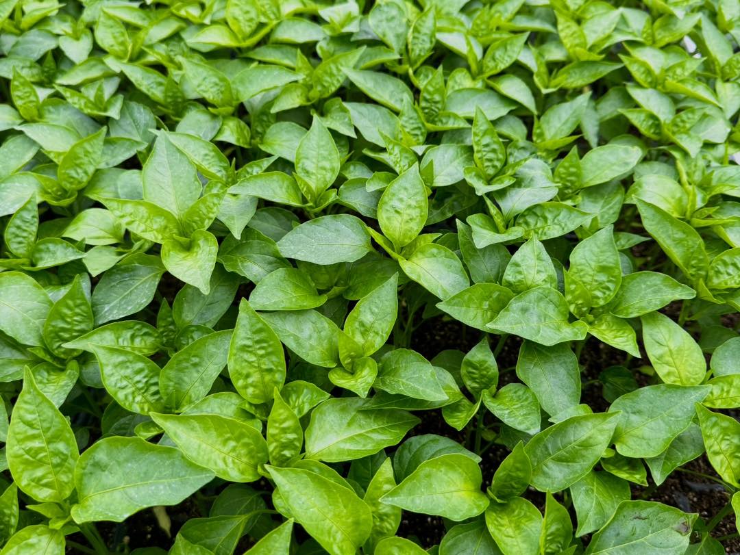 nursery pepper seedlings top