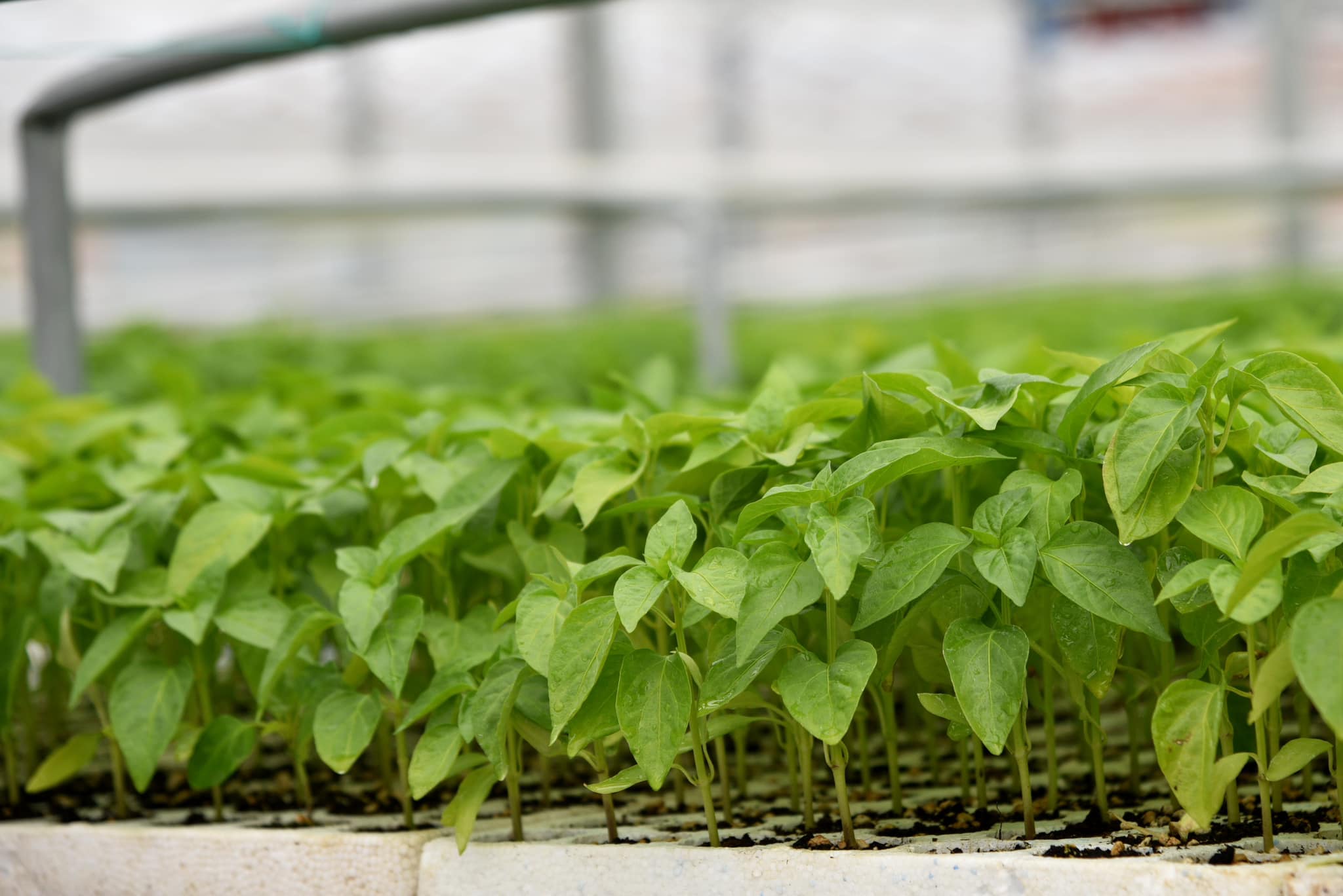 nursery pepper seedlings