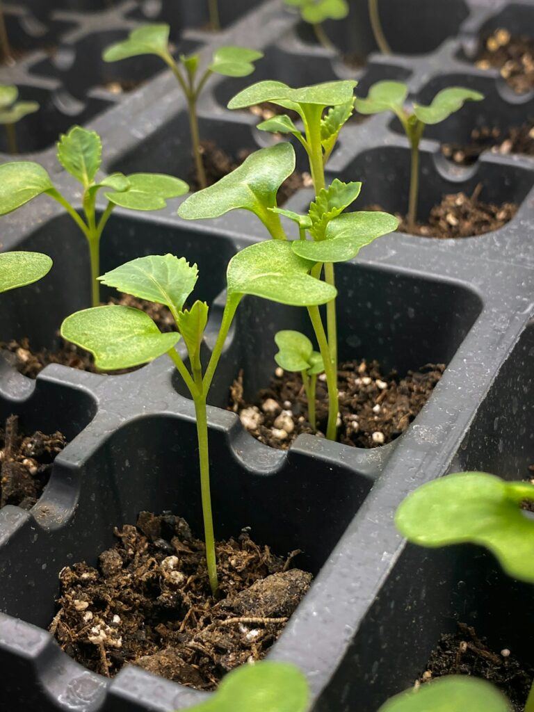 Fidanë lakre në kaseta