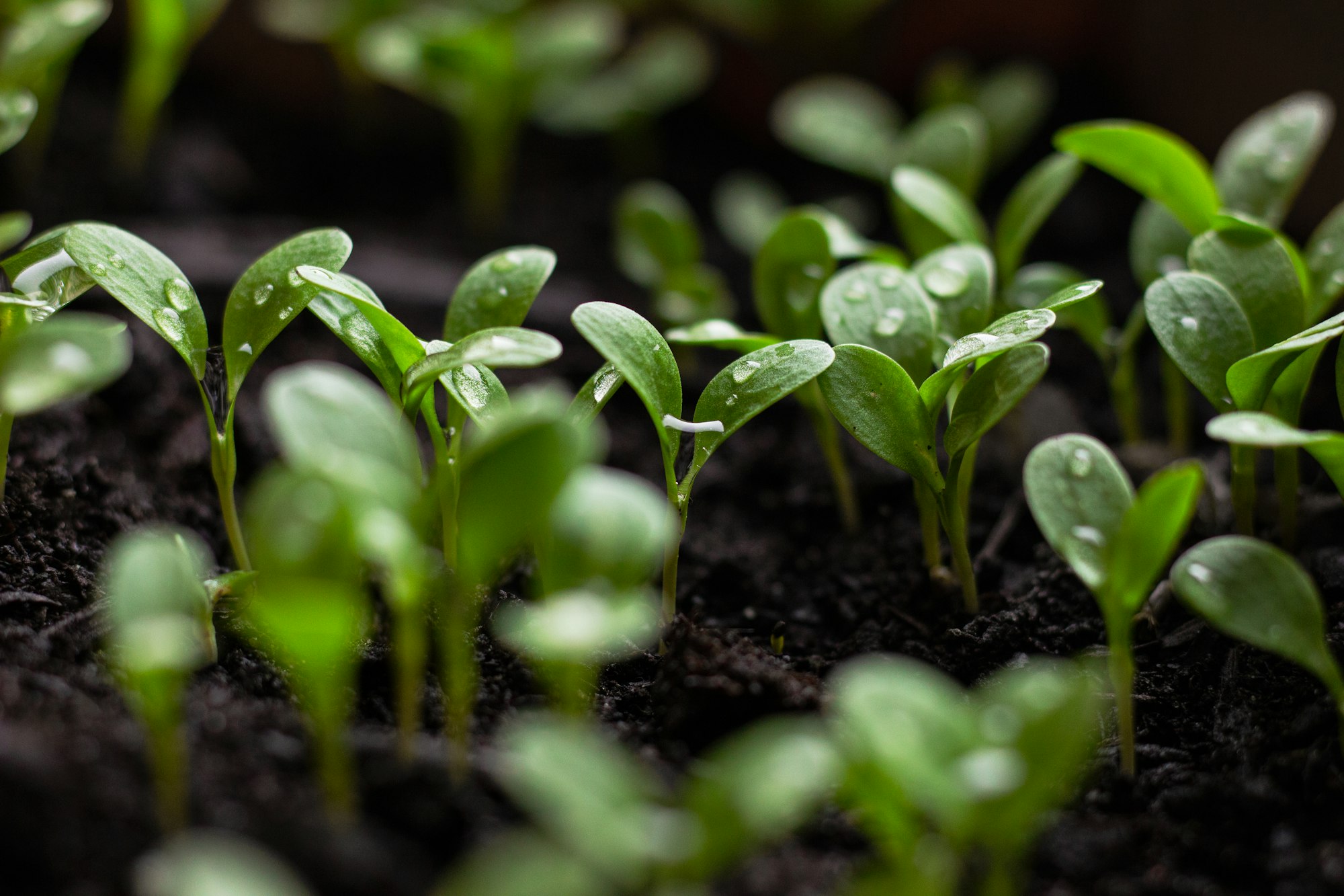 seedlings soil