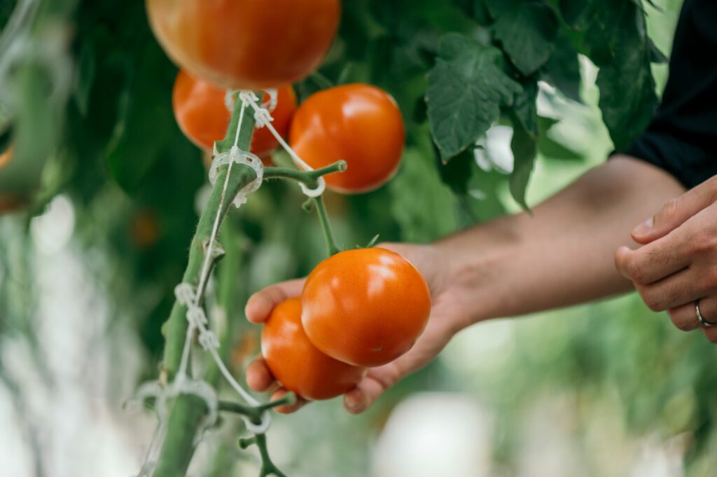 Tomatenernte