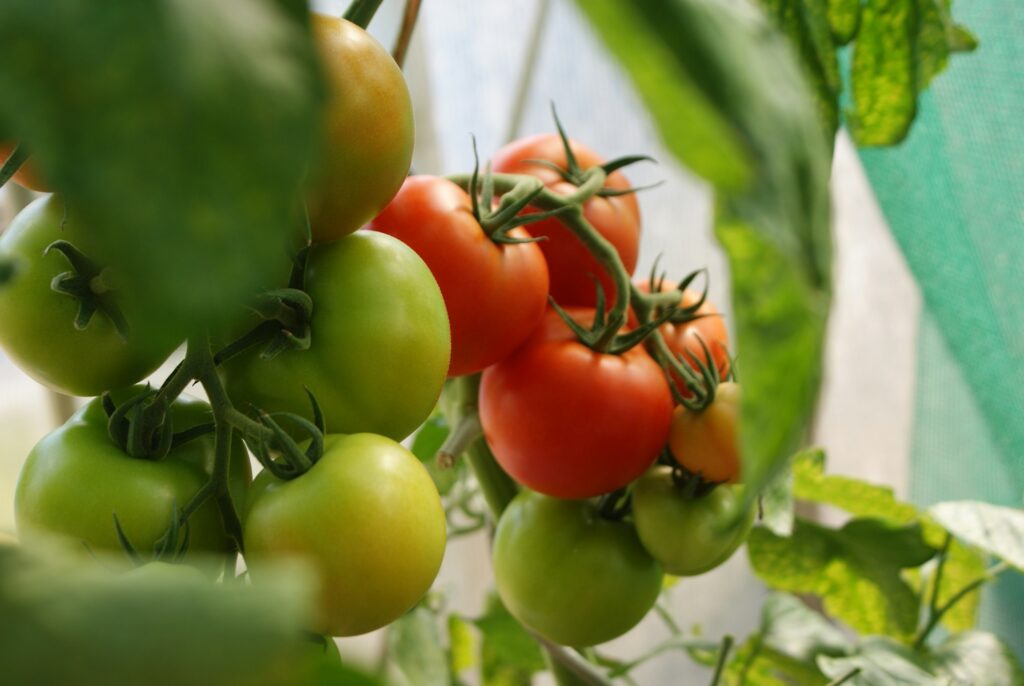 Reife Tomaten an der Rispe